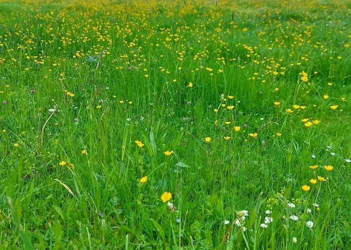 Apartment Seeberg Mit Almfeeling